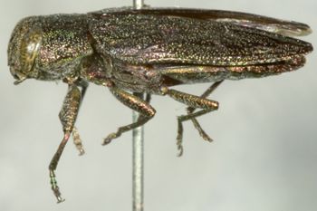 Media type: image;   Entomology 2691 Aspect: habitus lateral view